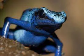 blue frog.webp