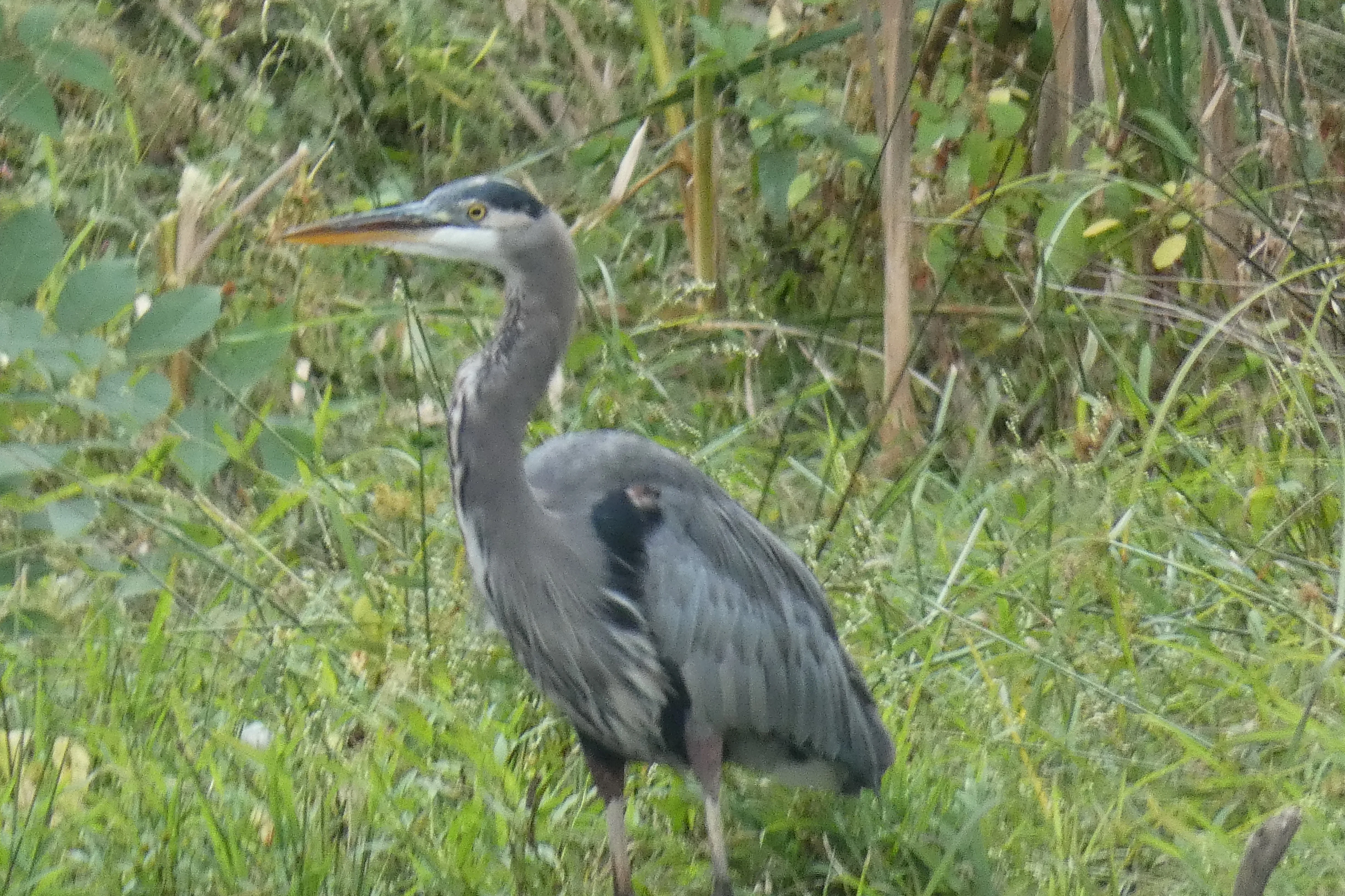 blue heron 09272022.JPG