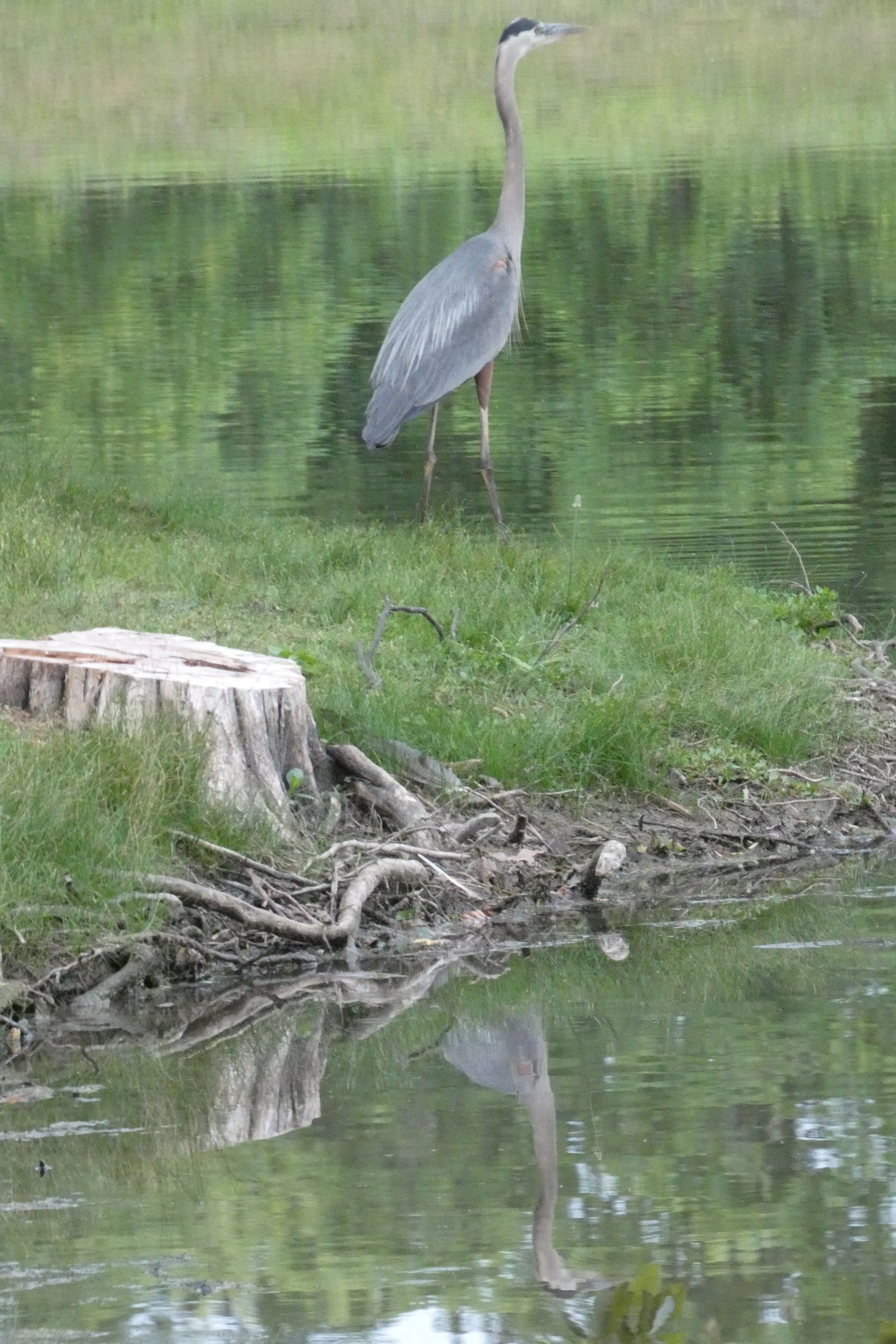 blue heron and reflection.webp