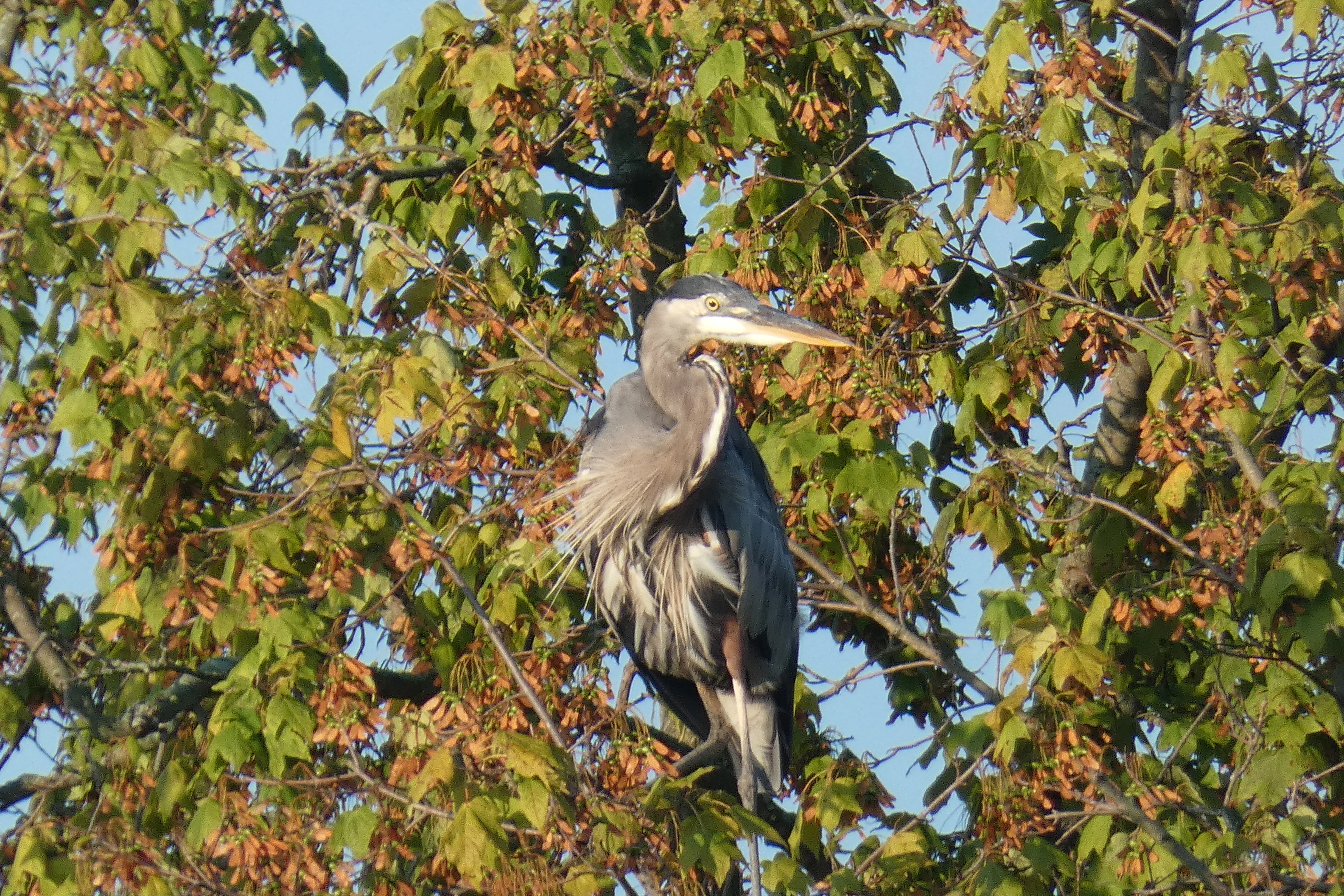 blue heron in a tree.webp