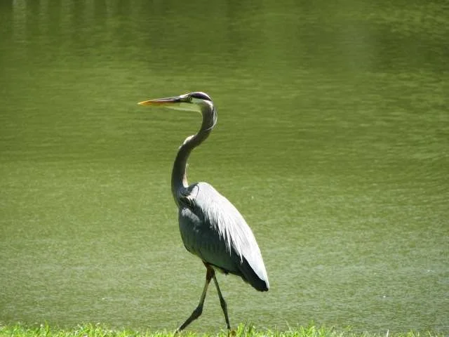 blue heron.webp