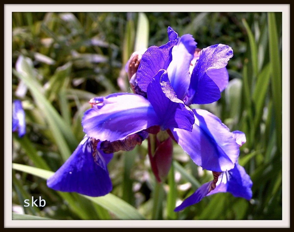 Blue Iris.webp