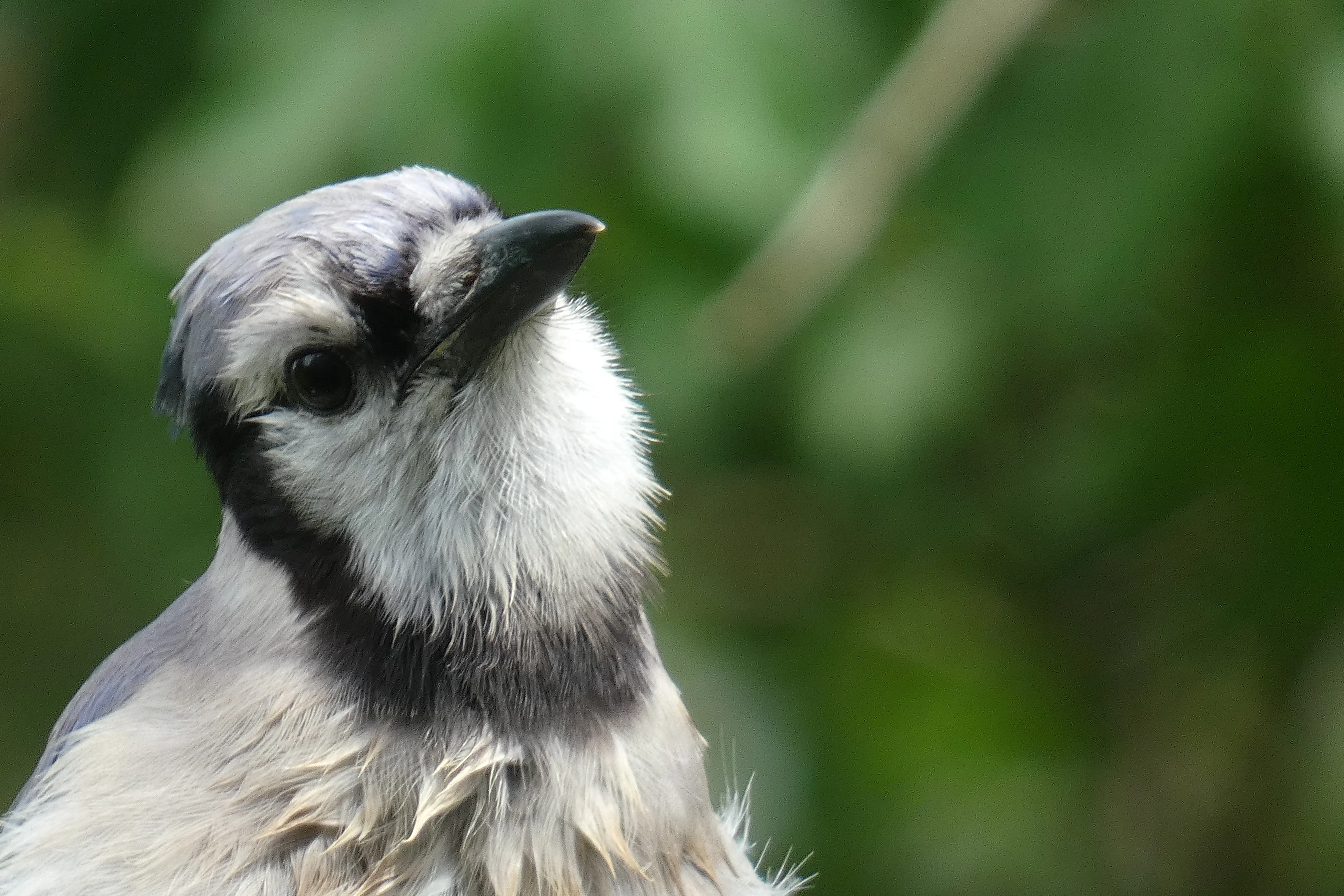 blue jay inquisitive.webp