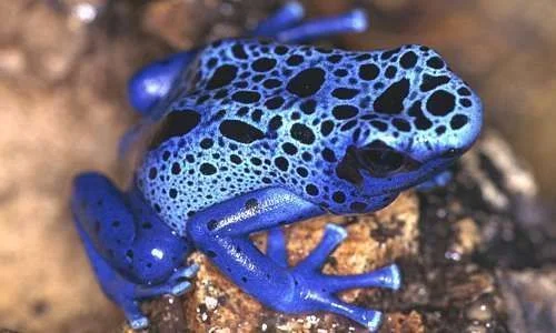 Blue Poison arrow frog.webp