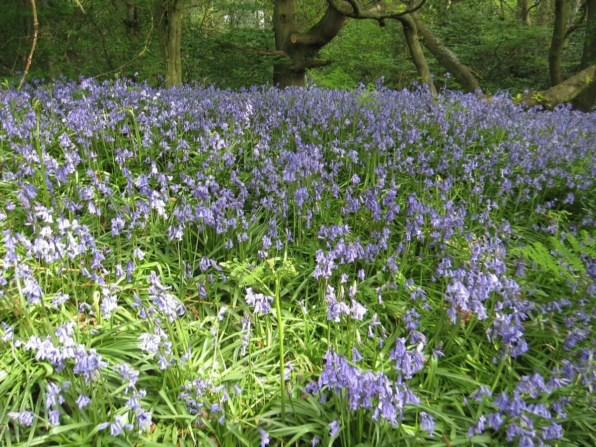 Bluebell Woods.webp