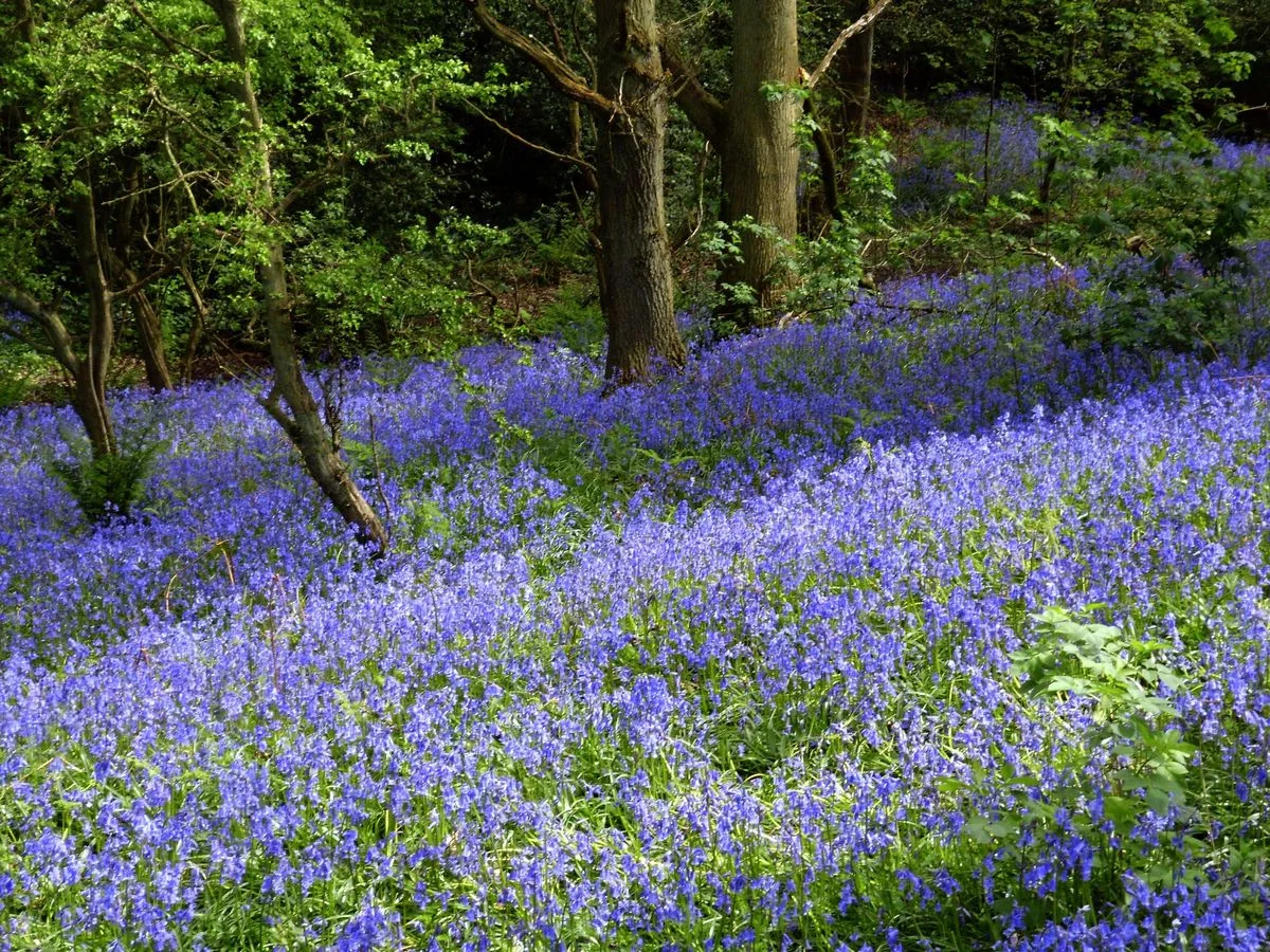 Bluebells 2.webp