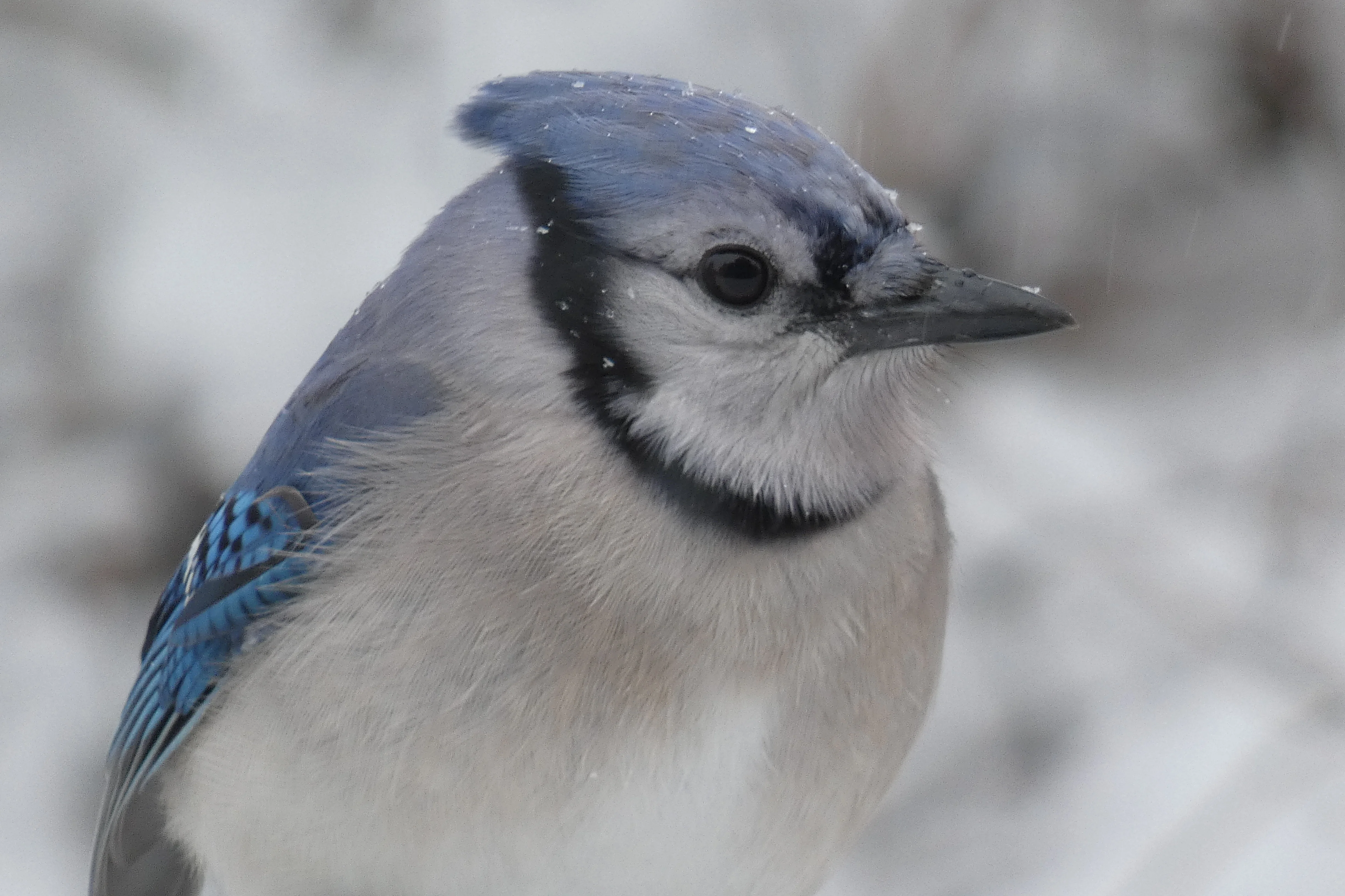 BlueJay 01222023.webp