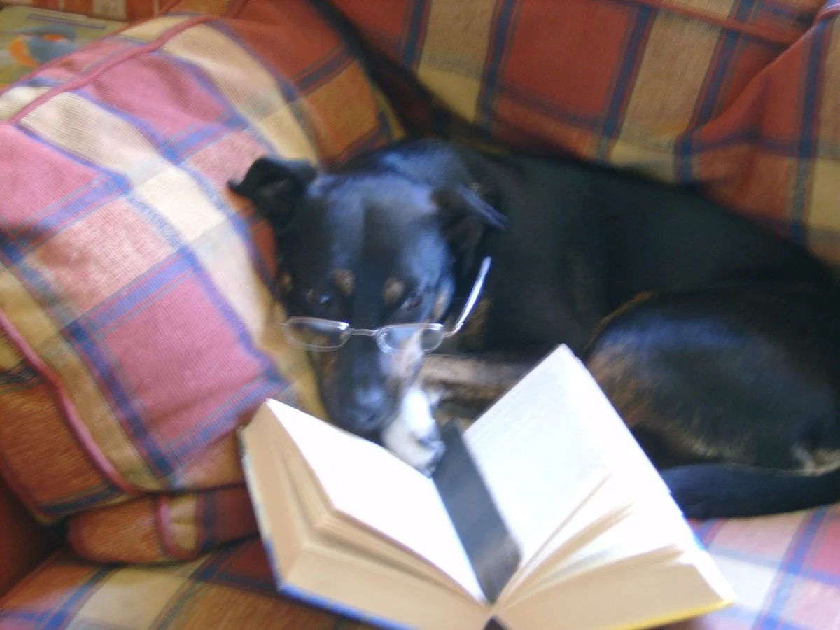 Bookworm Saffi.webp