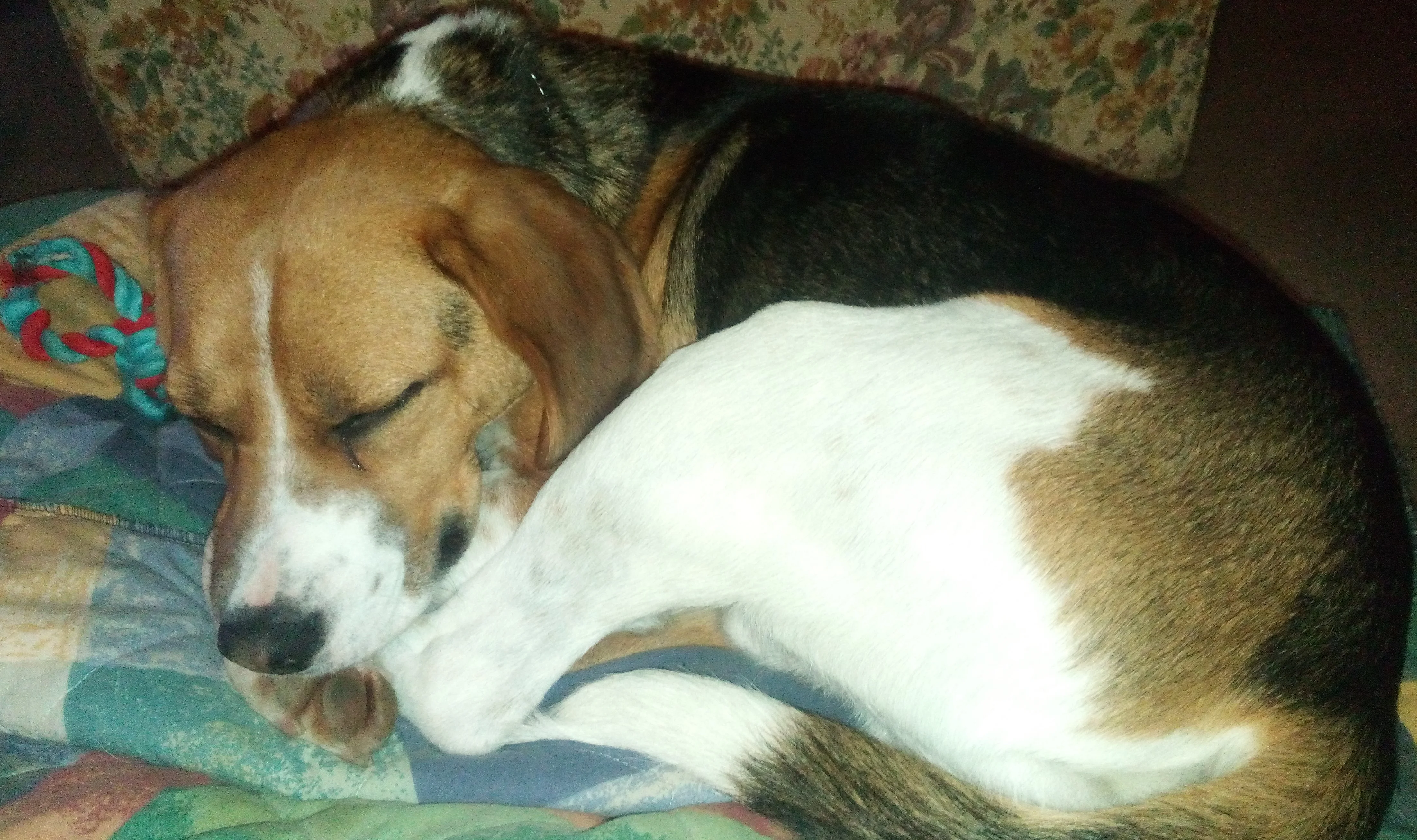 Bos sleeping.webp