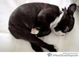 Boston terrier.webp