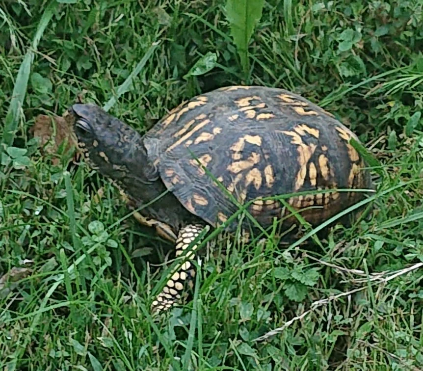 Box_Turtle_2019-c.webp