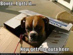 Boxer I get it.webp