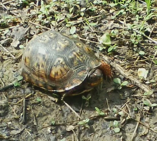 BoxTurtle.webp