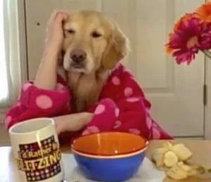 breakfastatgingers.webp