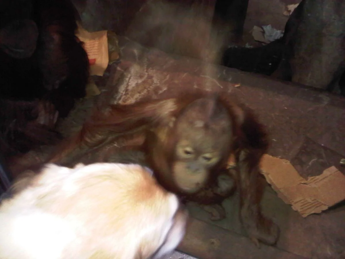Bright and Monkey.webp