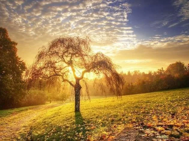 bright suntree.webp