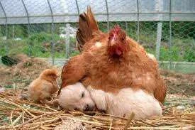 Broody.webp