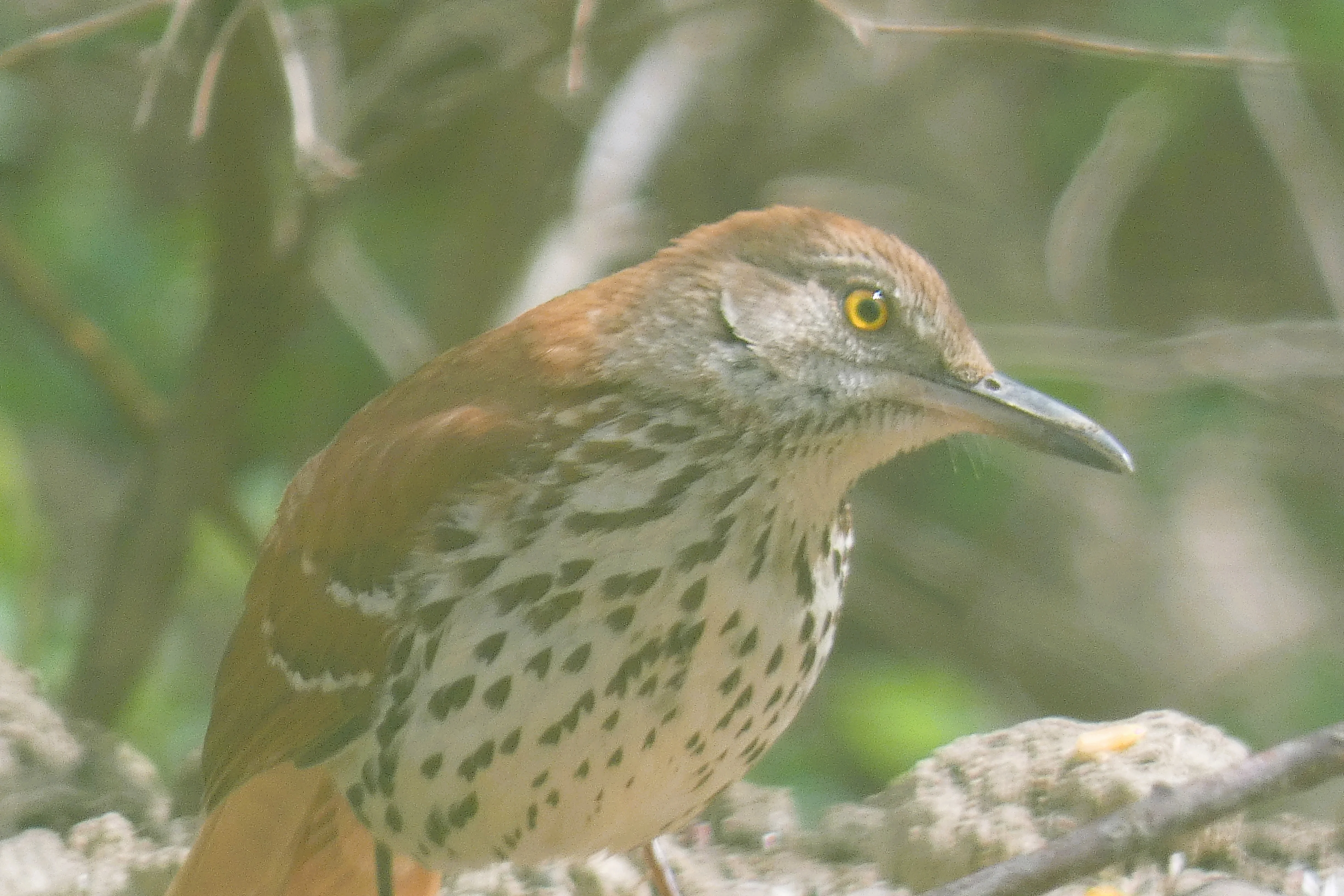 brown thrasher.webp