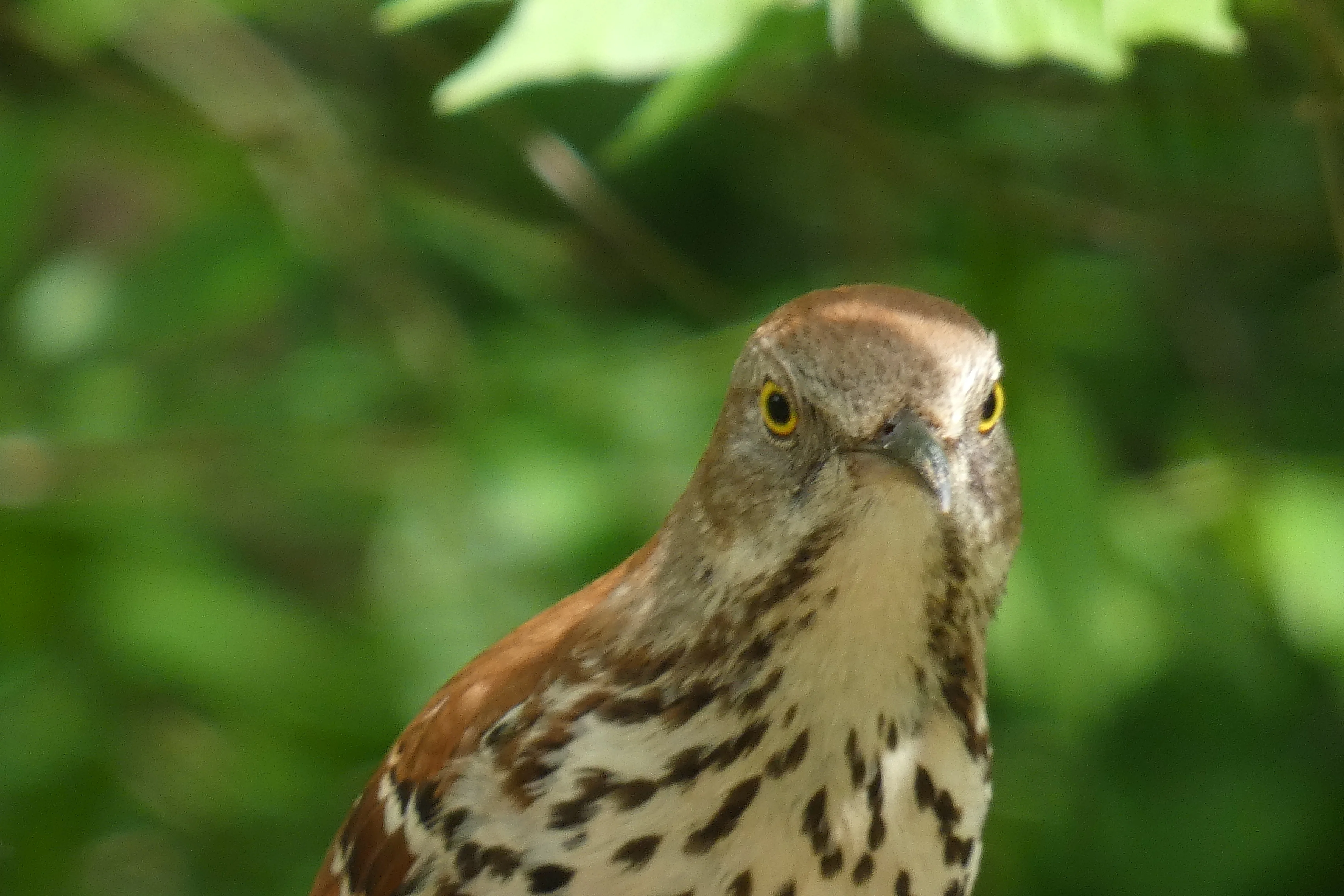 brown thrasher_2.webp