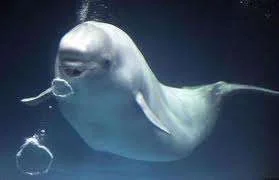 bubbles.webp