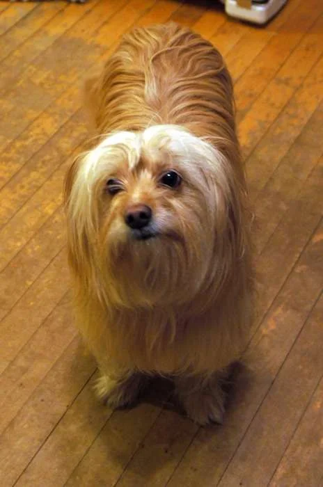 buddy before.webp