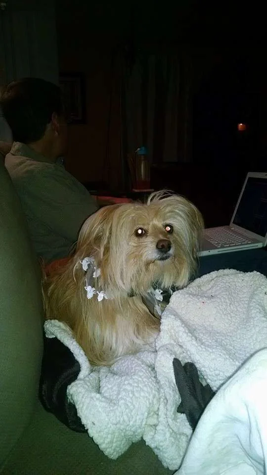 buddy halloween.webp