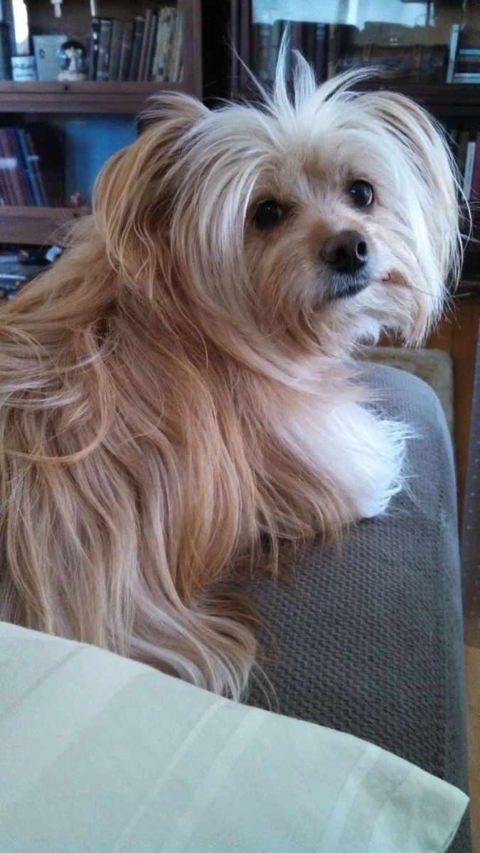 BUDDY.webp