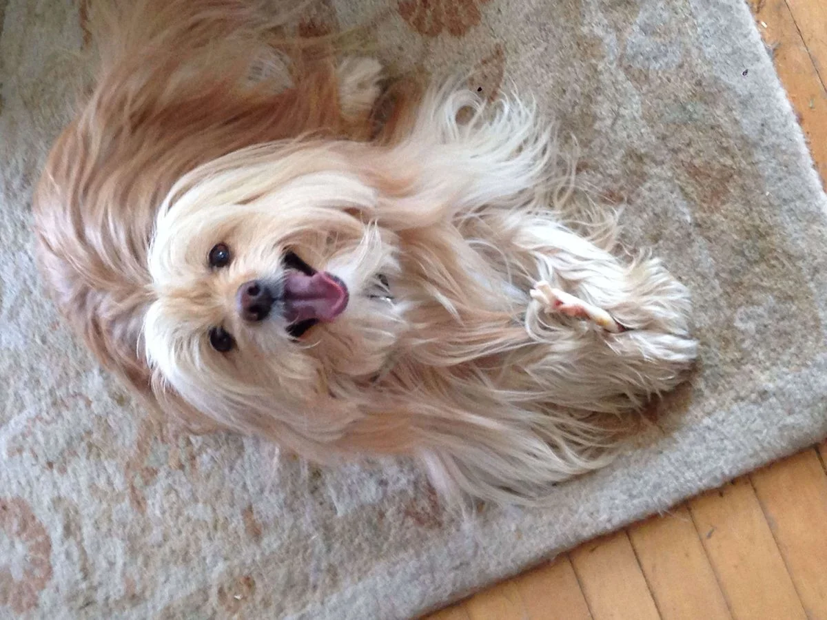 Buddy1.webp