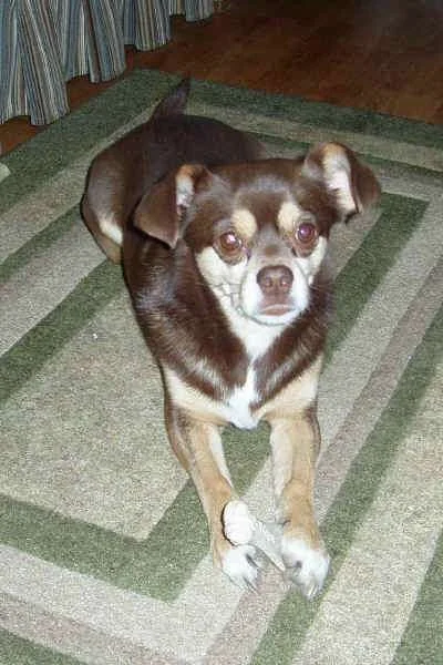 BuddyBone01.webp