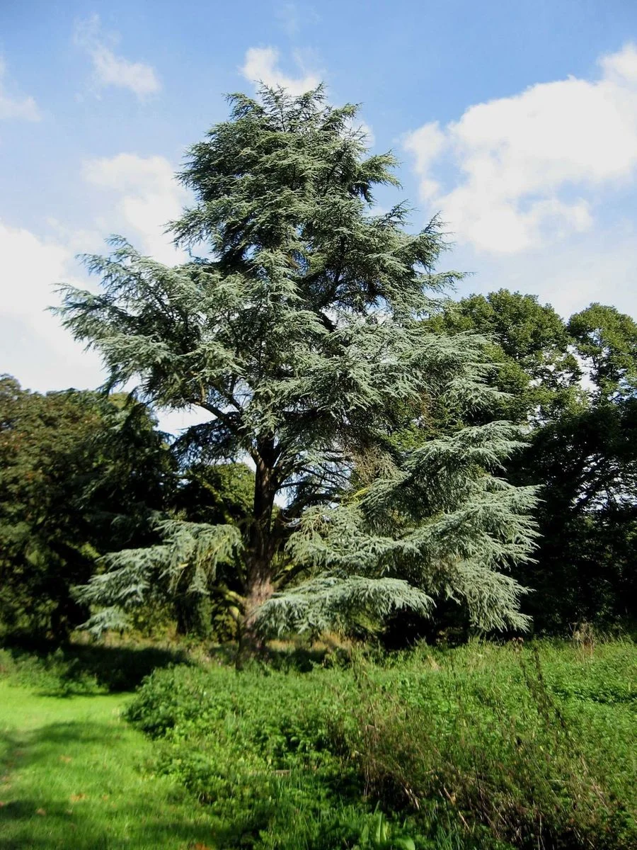 Buildwas tree.webp
