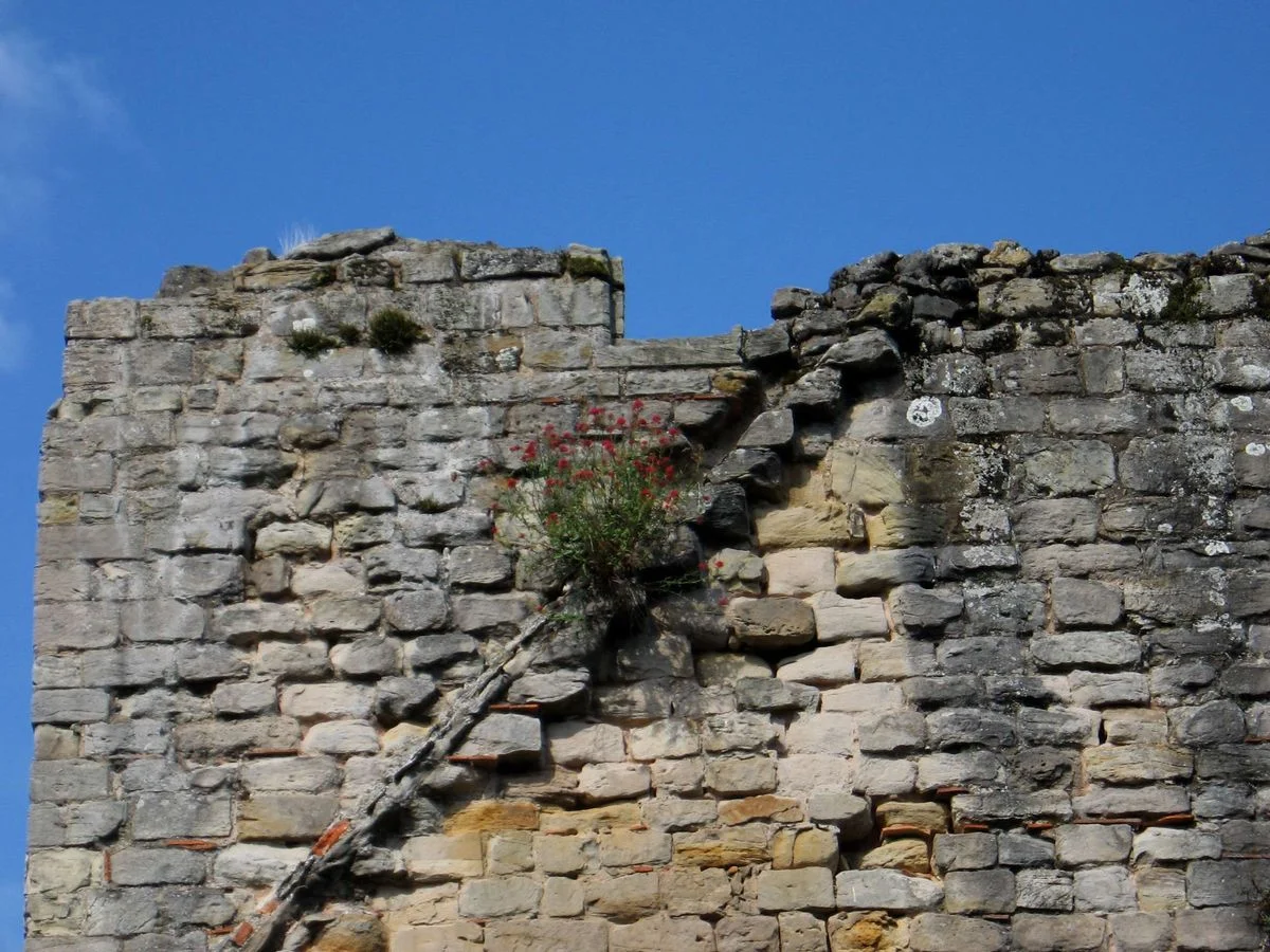 Buildwas wall flowers.webp