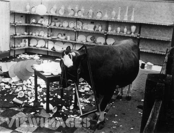 bull in a china shop.webp