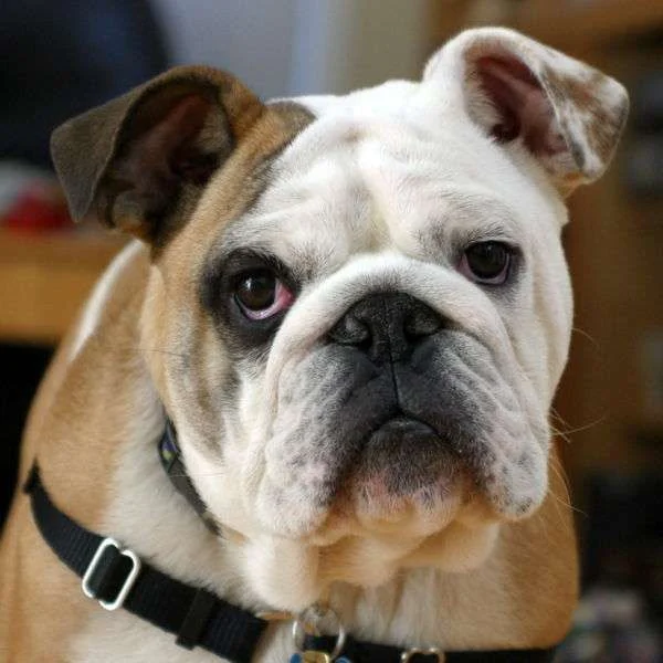 bulldog.webp