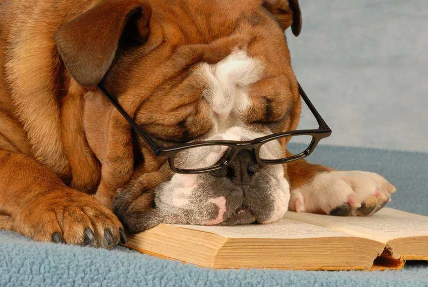 bulldog_reading.webp
