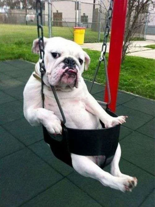 bully swing.webp