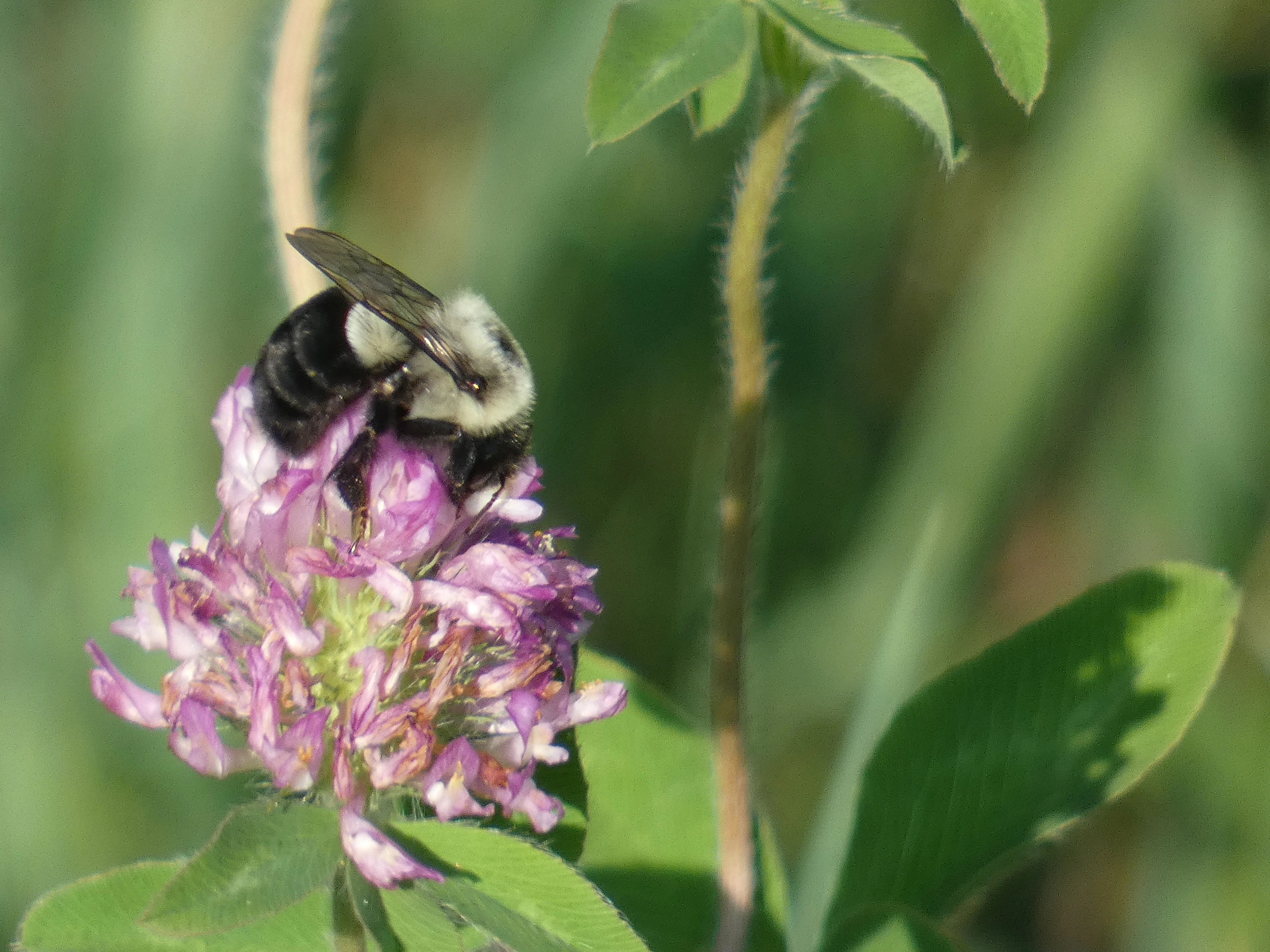 bumblebee on flower.webp