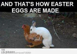 bunny 1.webp
