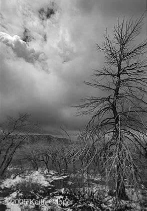 burnt_tree_with_snow_2.webp