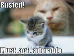 Busted.webp