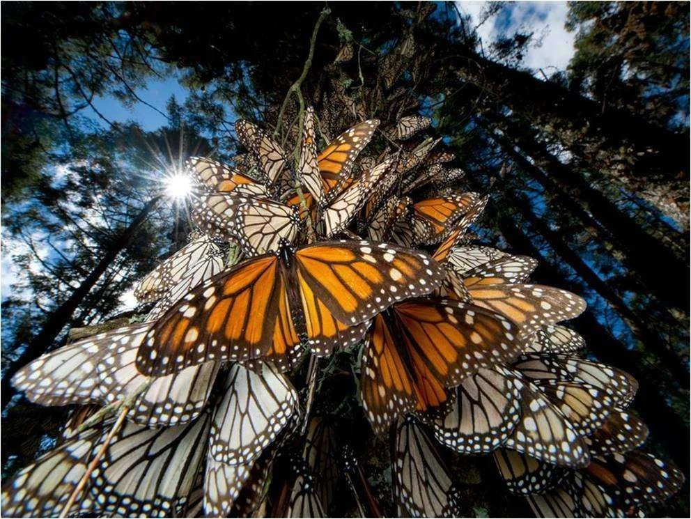 Butterflies.webp