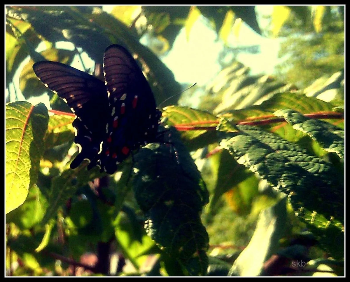 Butterfly Dreams are Free.webp