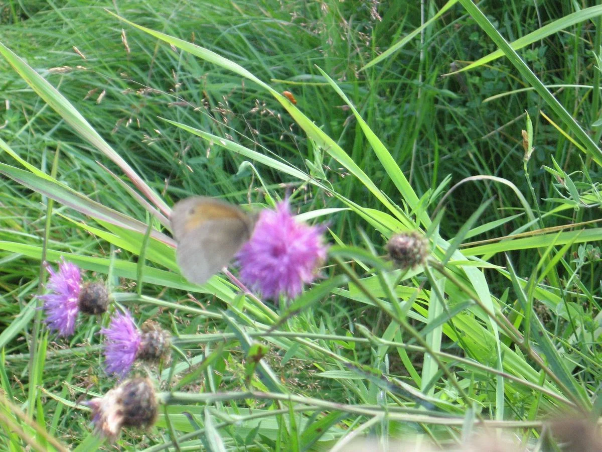 Butterfly, Meadow Brown.webp