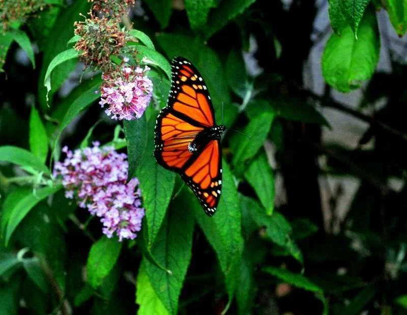 Butterfly6.webp