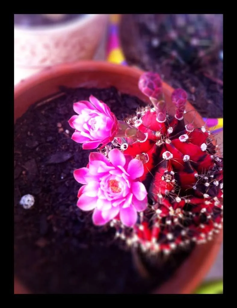 Cactus.webp