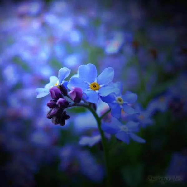 Calmness_by_ApokryphiaArt.webp