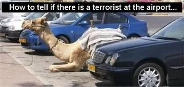 camel.webp