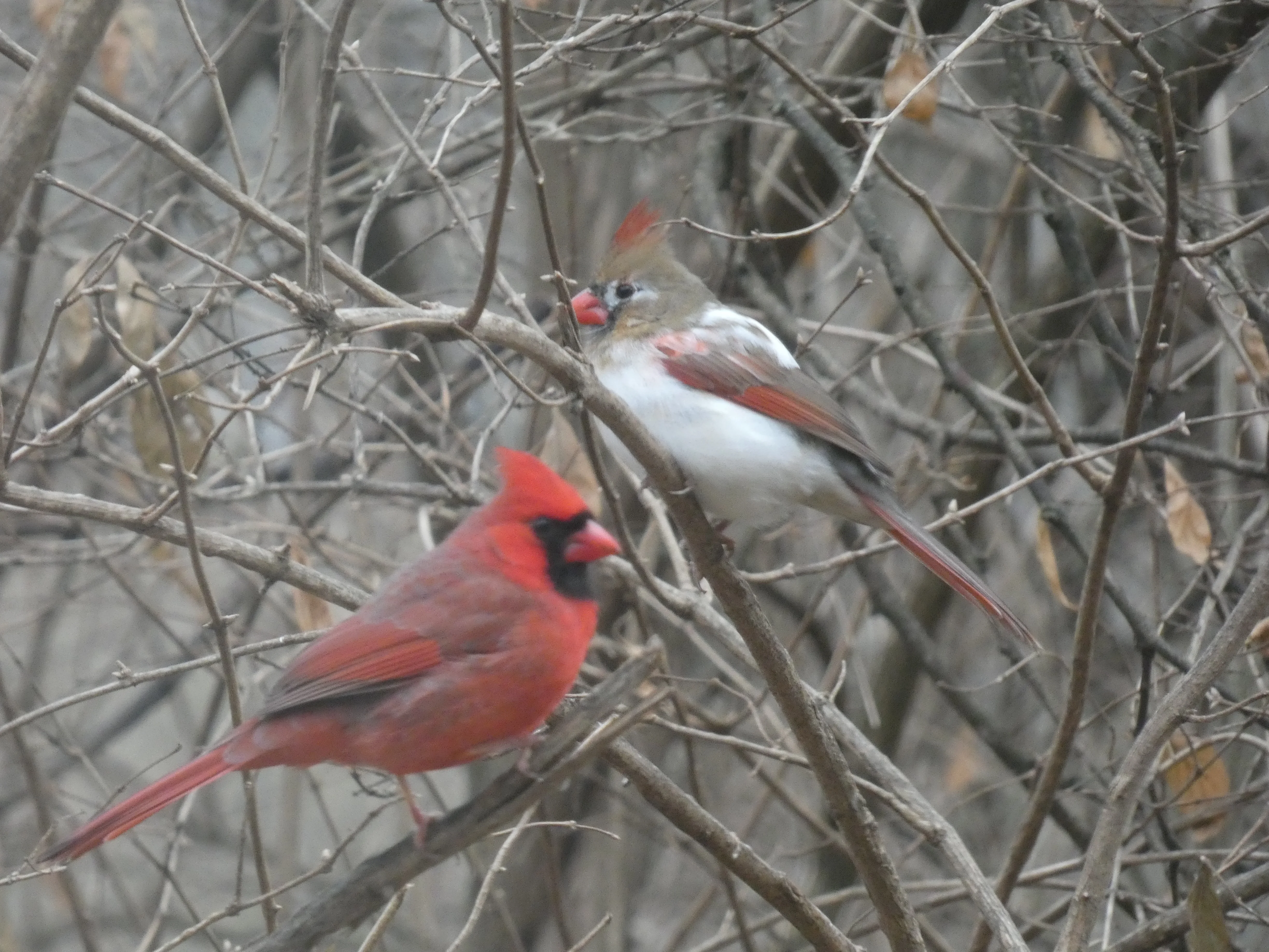 cardinal pair_red and white.webp