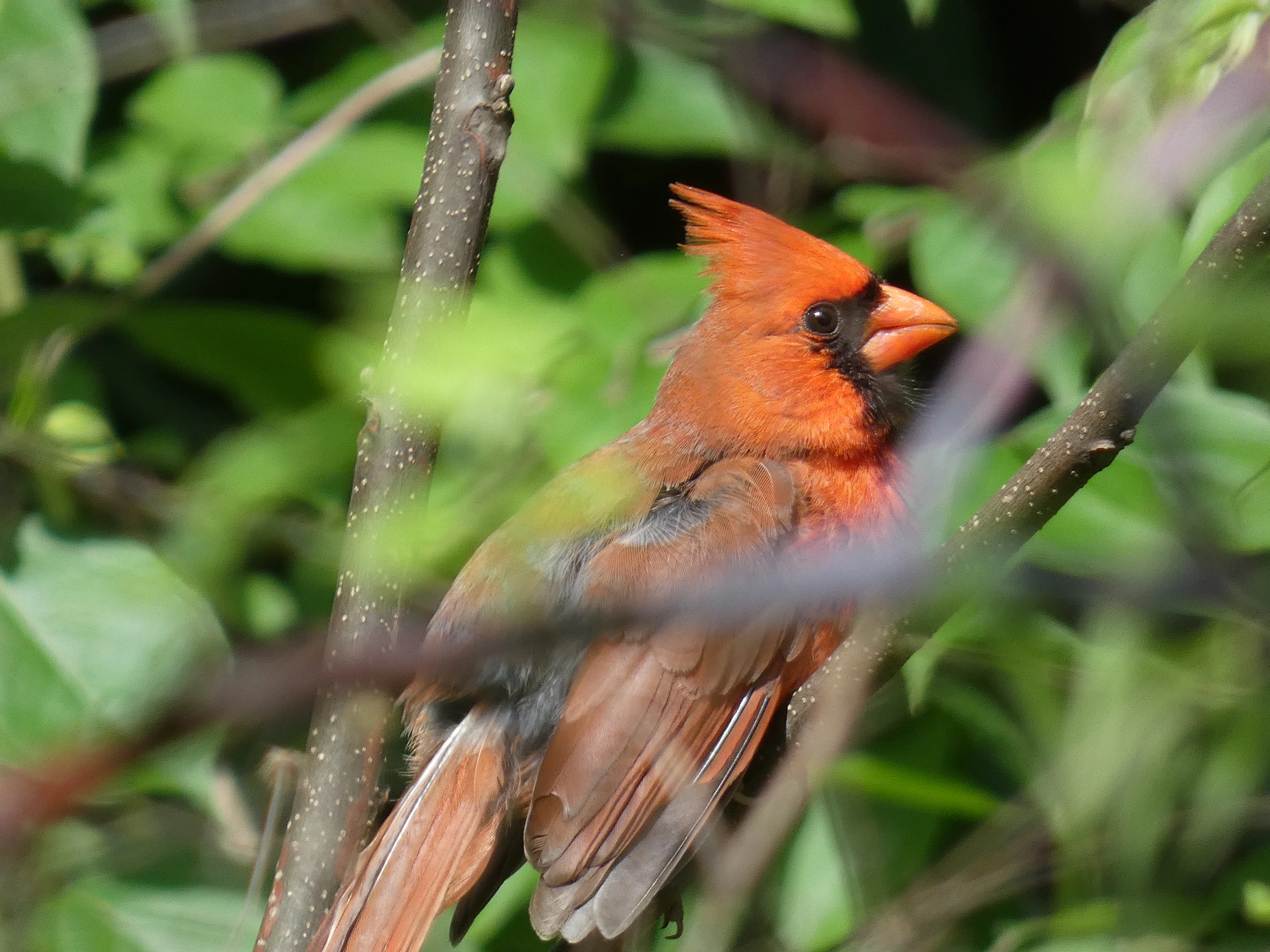 Cardinal.webp