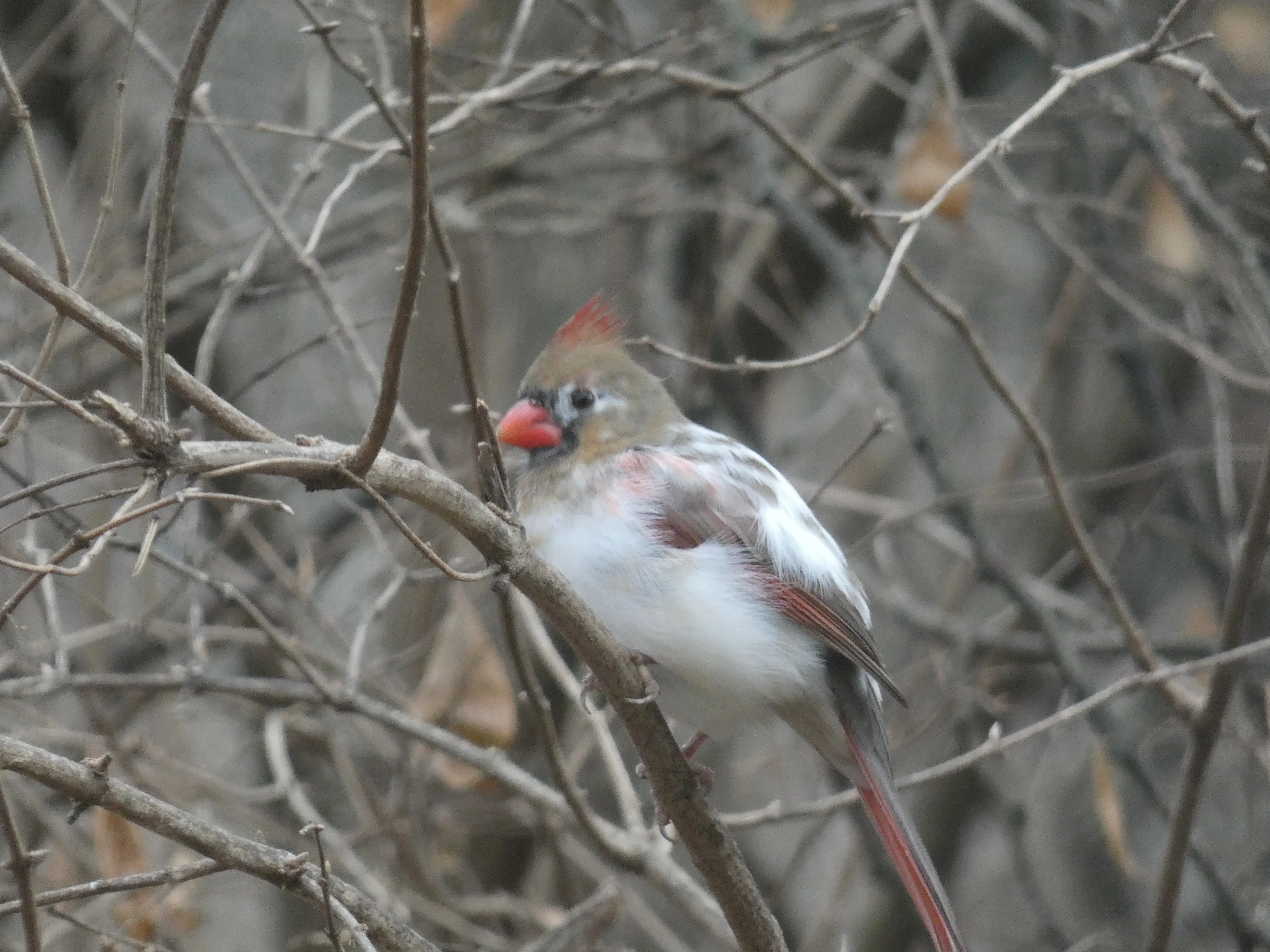cardinal_leucistic.webp