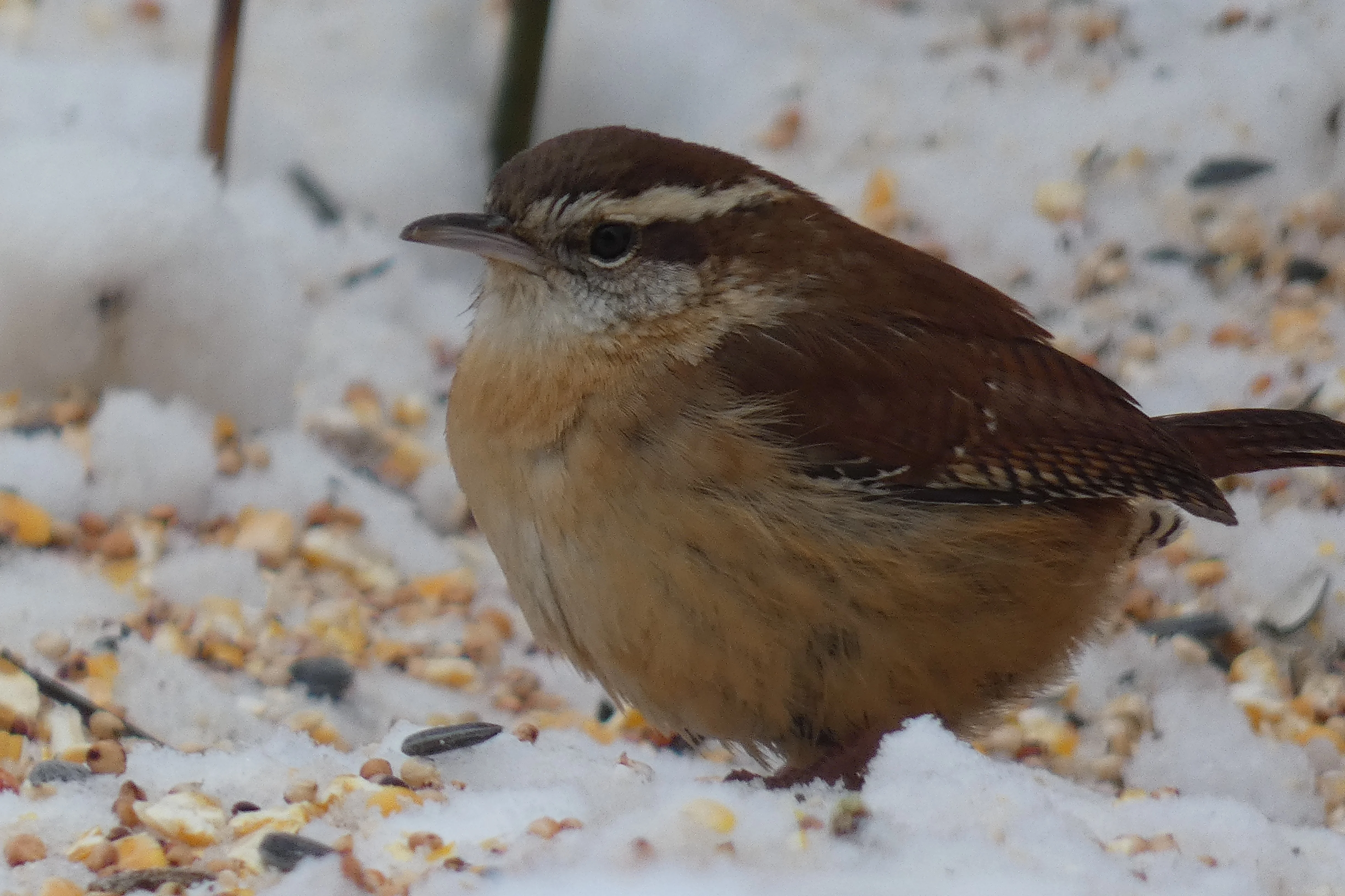 carolina wren on ground.webp